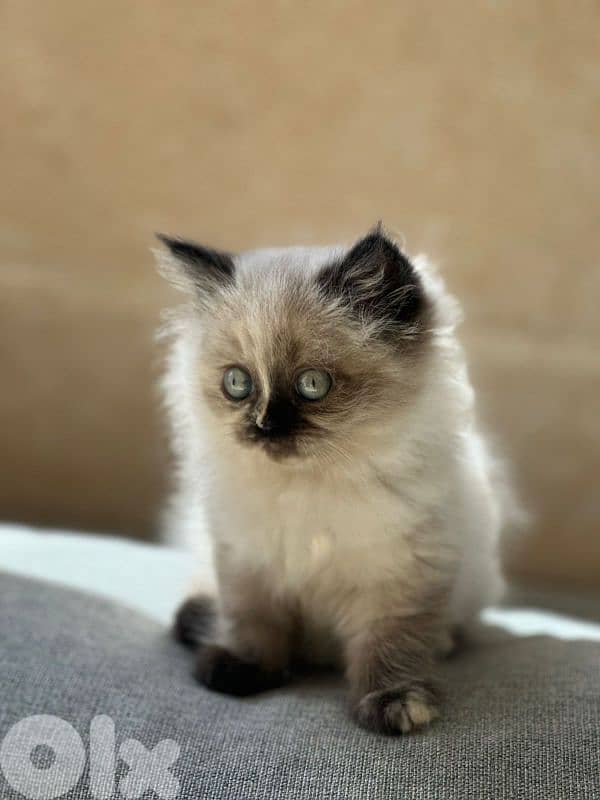 pure blue eyes Himalayan  kittens 3
