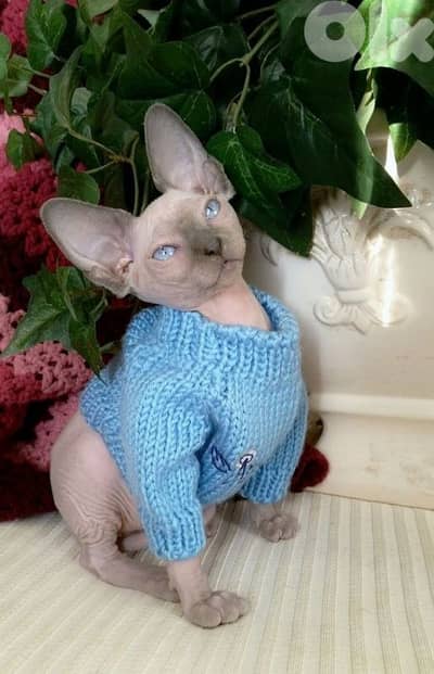 Sphynx Kittens Very Special/ cat قطط