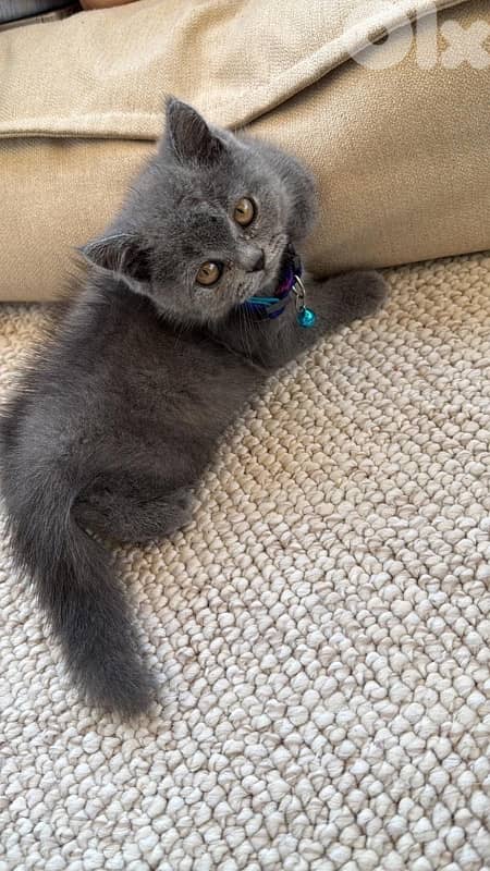 2 months old British shorthair 0