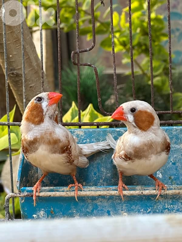 موجود جوزين زيبرا ابو جامبو 0