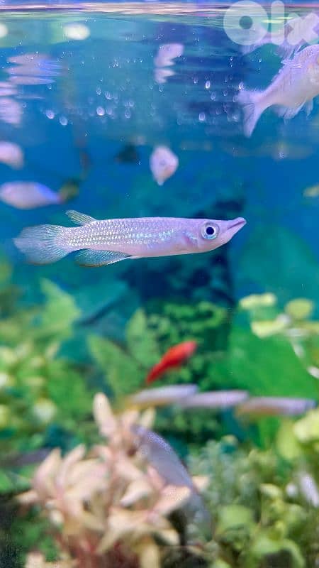 Aquarium 30 Gal 2