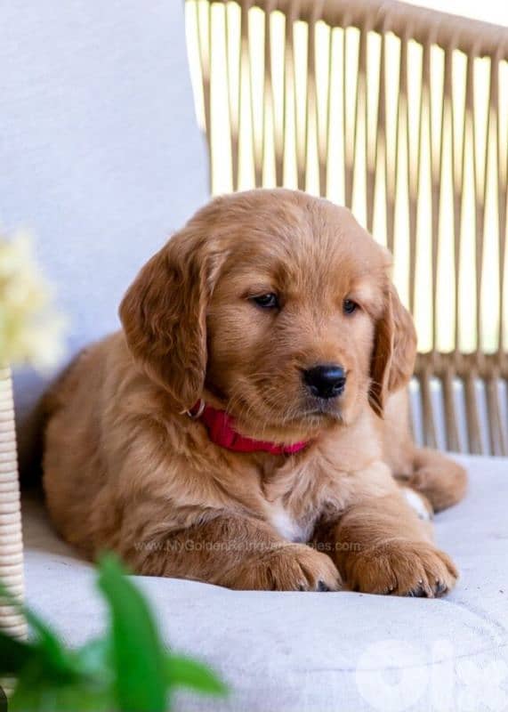 golden retriever 1