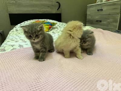 british X persian breed kittens