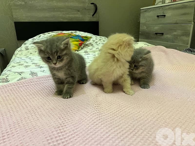british X persian breed kittens 0
