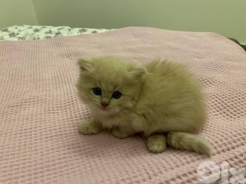 british X persian breed kittens 1