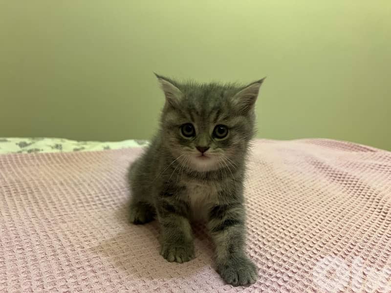 british X persian breed kittens 2