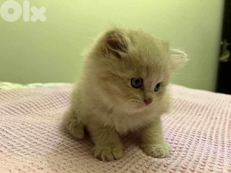 british X persian breed kittens 3