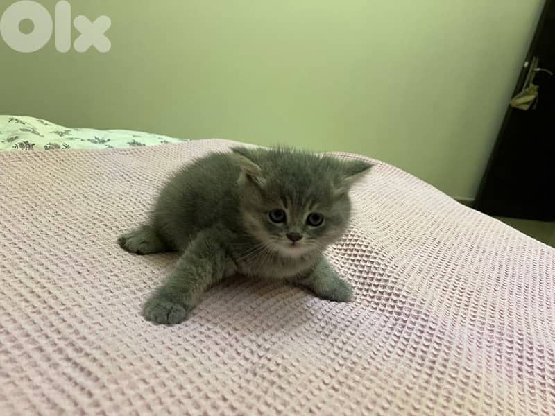british X persian breed kittens 4