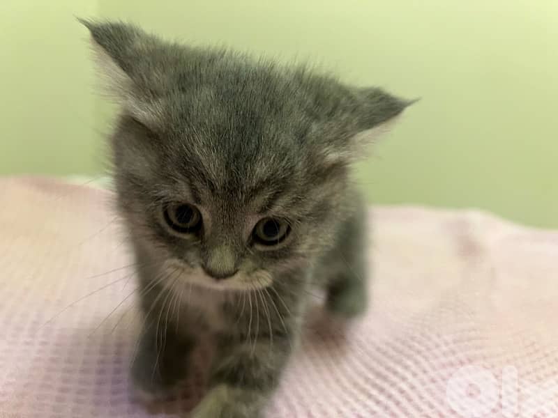 british X persian breed kittens 5