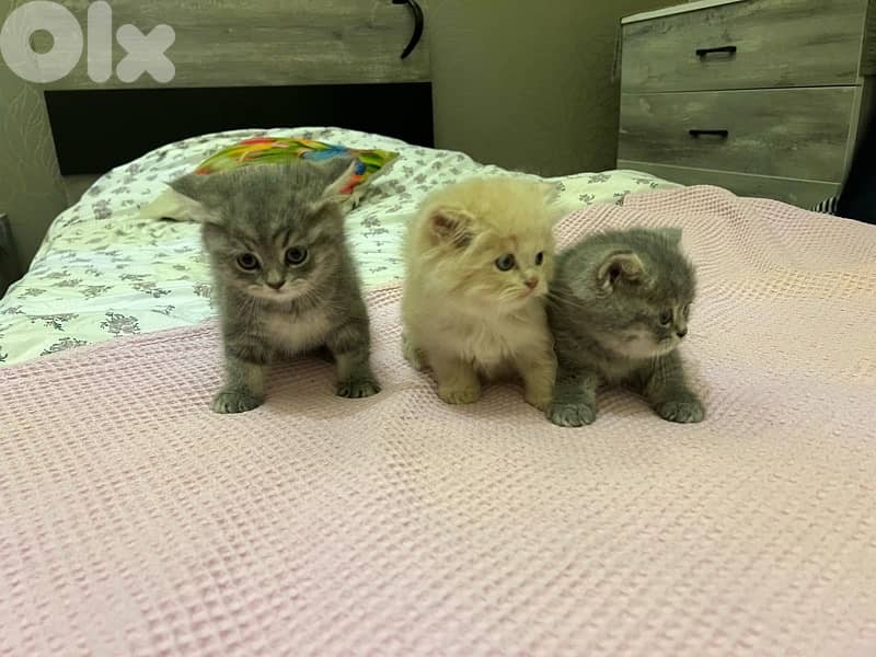 british X persian breed kittens 6
