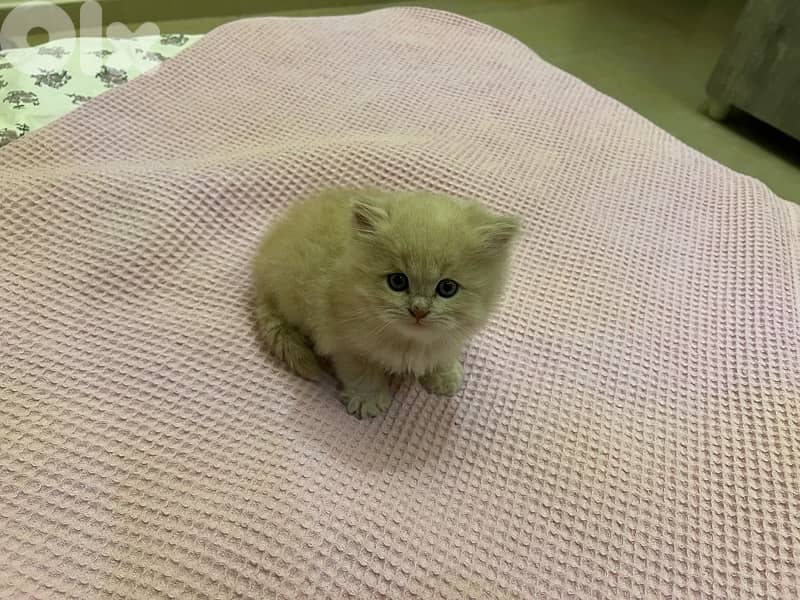 british X persian breed kittens 7