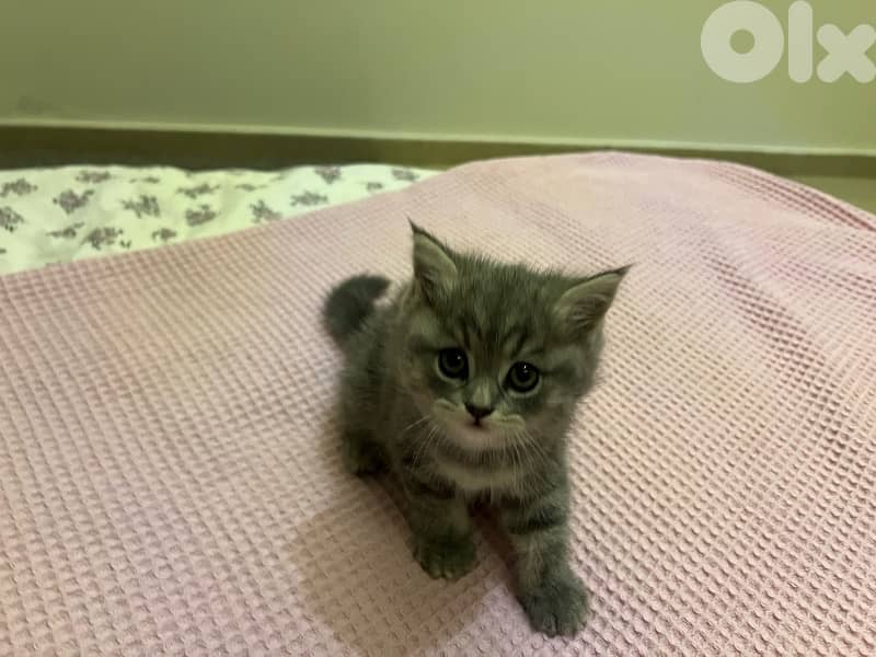 british X persian breed kittens 8