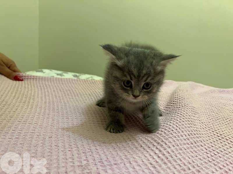 british X persian breed kittens 9