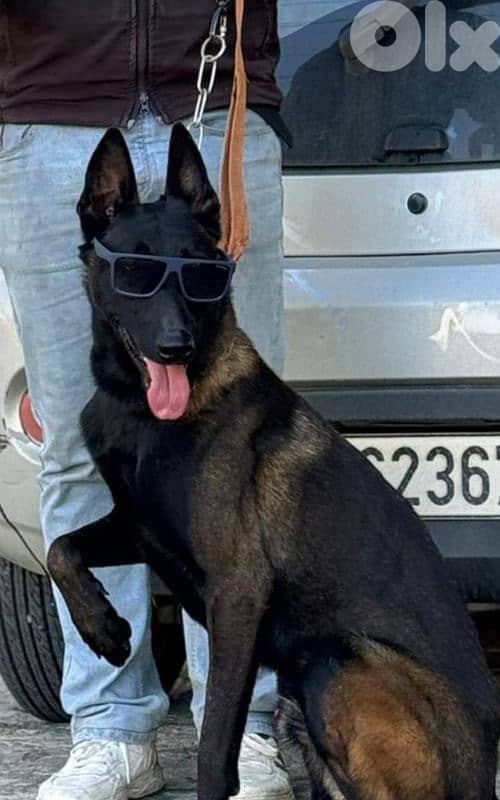 malinois 1