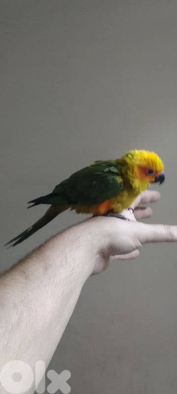 sun conure