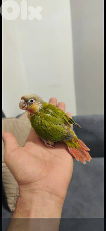 فراخ كنيور تزقيم انانانسي وغرين شيك وبلو شيك