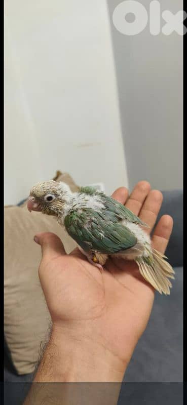 فراخ كنيور تزقيم انانانسي وغرين شيك وبلو شيك 1