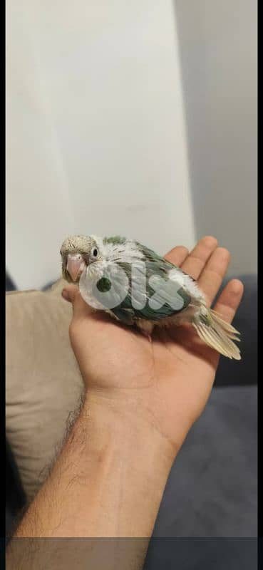 فراخ كنيور تزقيم انانانسي وغرين شيك وبلو شيك 2