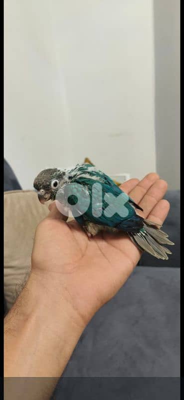 فراخ كنيور تزقيم انانانسي وغرين شيك وبلو شيك 3