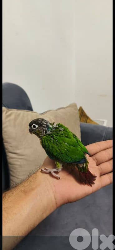 فراخ كنيور تزقيم انانانسي وغرين شيك وبلو شيك 5