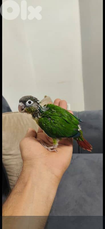 فراخ كنيور تزقيم انانانسي وغرين شيك وبلو شيك 6