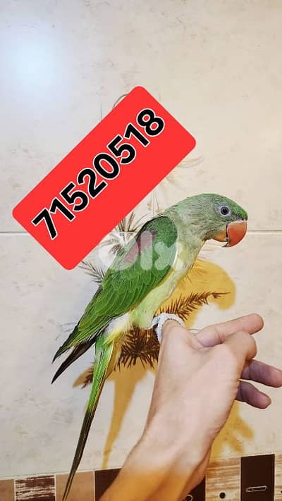 ببغاء نيبالي ألكسندرين