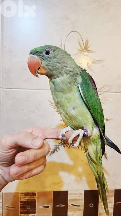 ببغاء نيبالي ألكسندرين