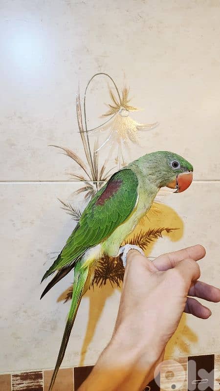 ببغاء نيبالي ألكسندرين 1