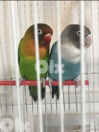 كناري وفيشر جاهزين وعصافير تزقيم