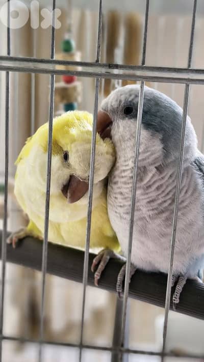 Yellow and Blue quakers for sale