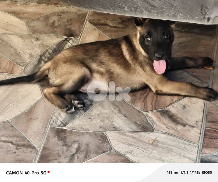 Belgian Malinois 1