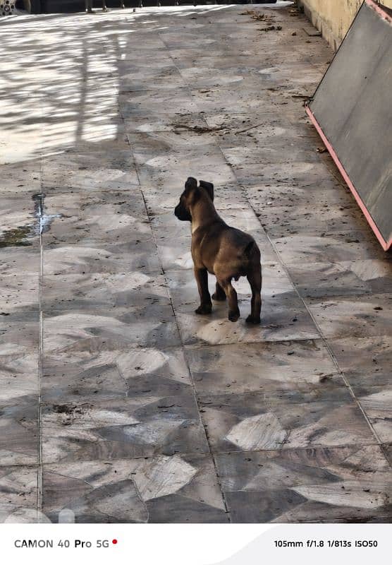 Belgian Malinois 5