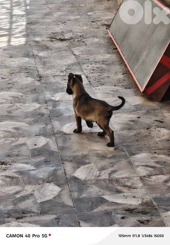 Belgian Malinois 6