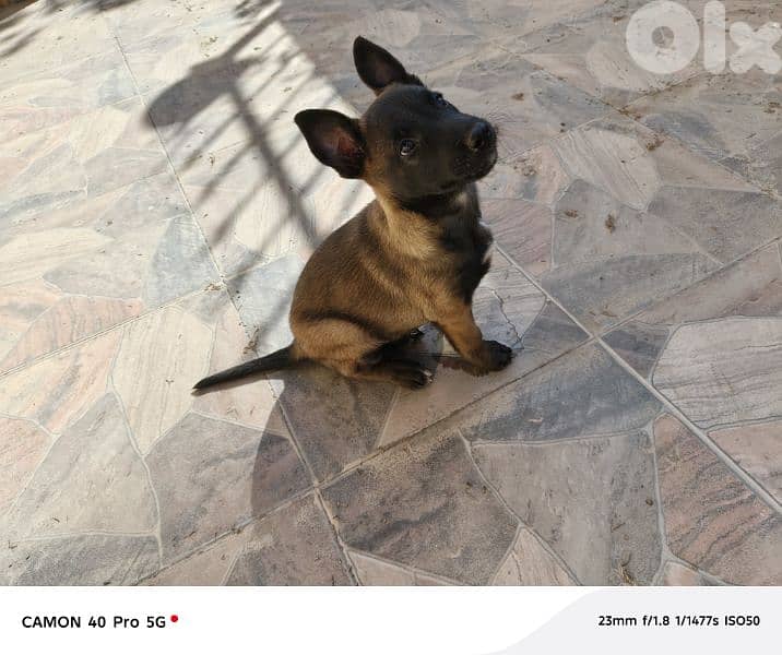 Belgian Malinois 8