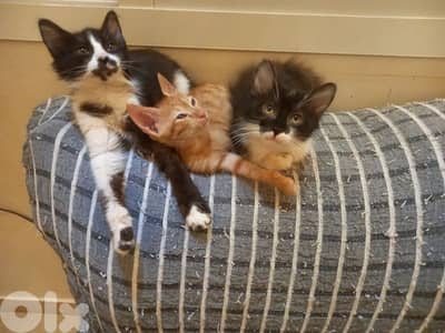 بسينات للتبني