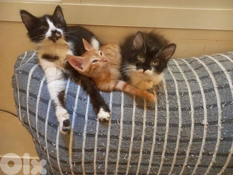 بسينات للتبني 8