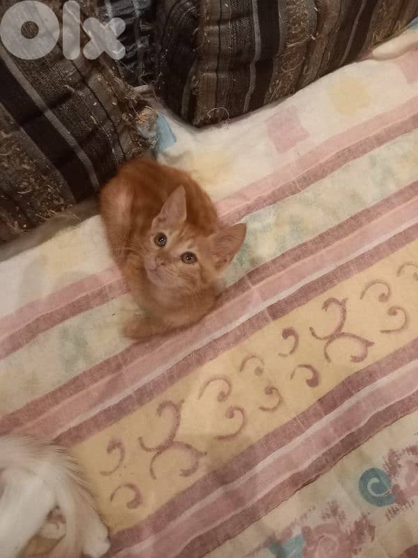 بسينات للتبني 9