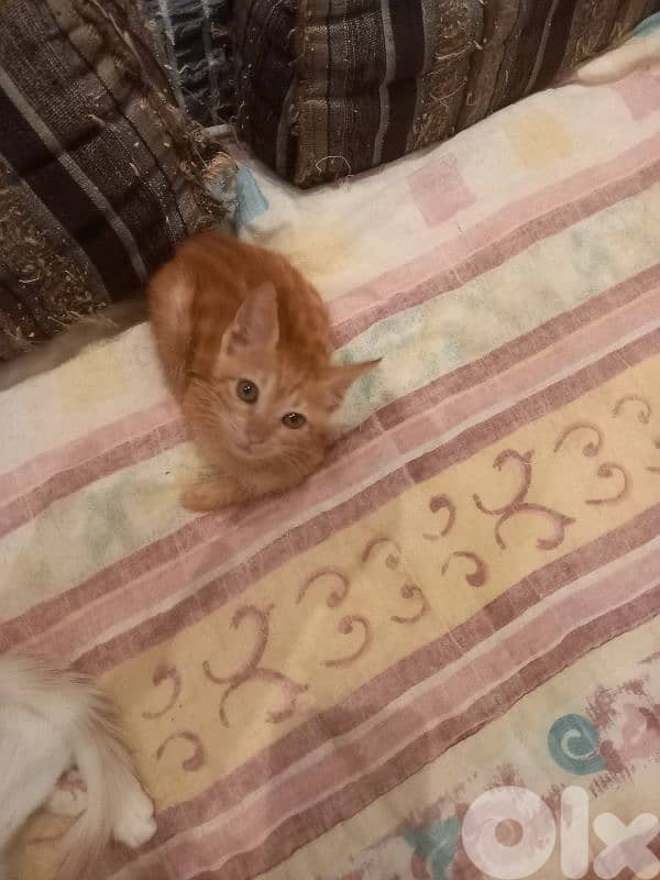 بسينات للتبني 11