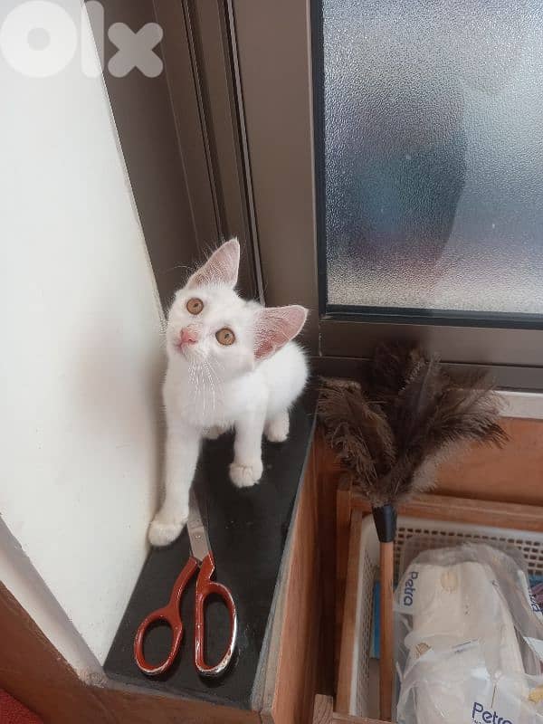 بسينات للتبني 12