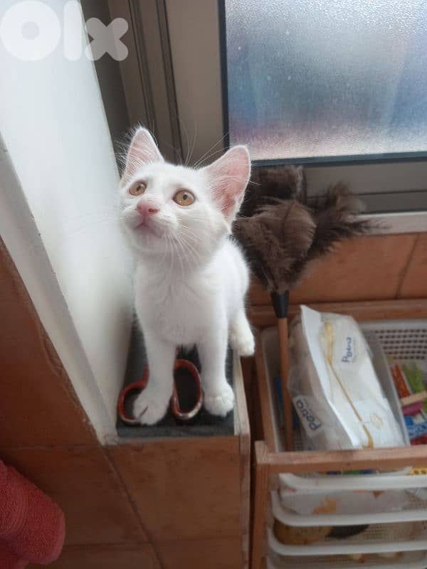 بسينات للتبني 13