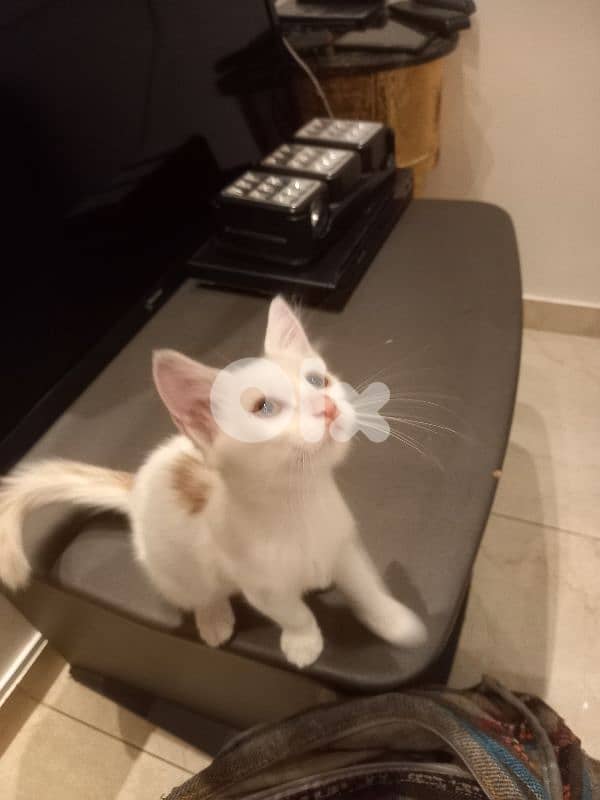 بسينات للتبني 14