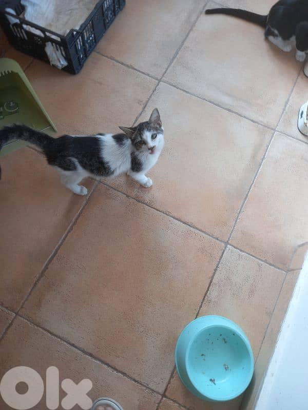 بسينات للتبني 15