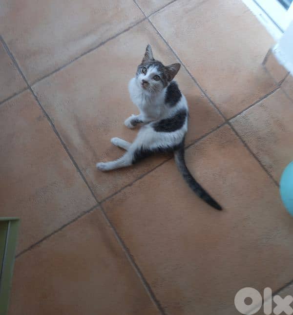 بسينات للتبني 16