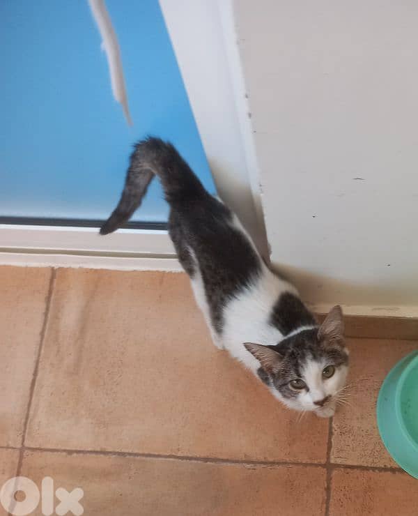 بسينات للتبني 17