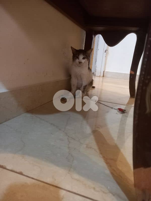 بسينات للتبني 18