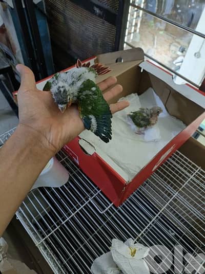 برج البراجنه عين سكه حد قرض الحسن وفي توصيل