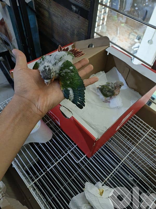 برج البراجنه عين سكه حد قرض الحسن وفي توصيل 0