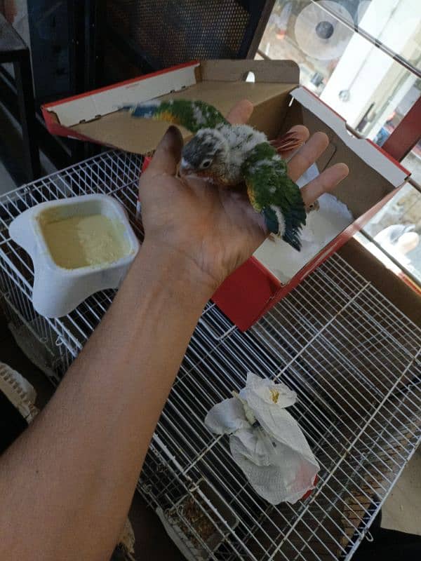 برج البراجنه عين سكه حد قرض الحسن وفي توصيل 1