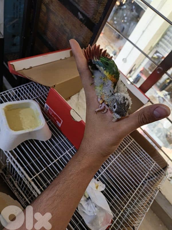 برج البراجنه عين سكه حد قرض الحسن وفي توصيل 2