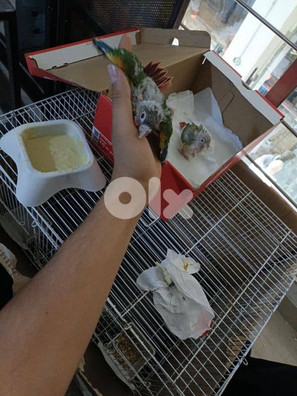 برج البراجنه عين سكه حد قرض الحسن وفي توصيل 3